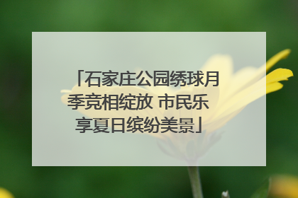 石家庄公园绣球月季竞相绽放 市民乐享夏日缤纷美景