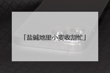盐碱地里小麦收割忙