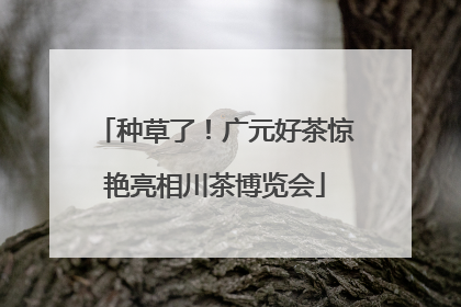 种草了！广元好茶惊艳亮相川茶博览会