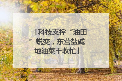 科技支撑“油田”蜕变，东营盐碱地油菜丰收忙