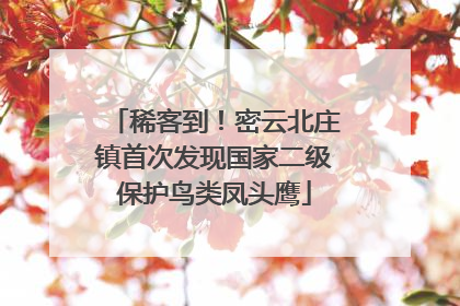 稀客到！密云北庄镇首次发现国家二级保护鸟类凤头鹰
