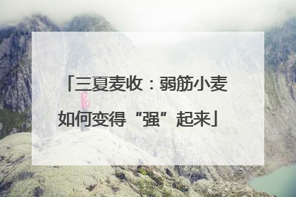 三夏麦收：弱筋小麦如何变得“强”起来
