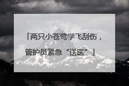 两只小苍鹭学飞刮伤，管护员紧急“送医”