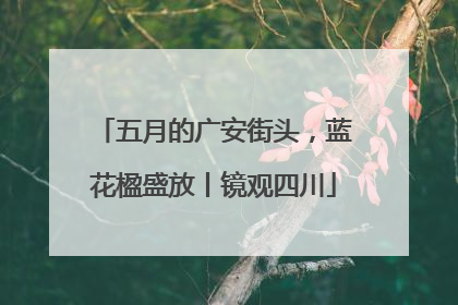 五月的广安街头，蓝花楹盛放丨镜观四川