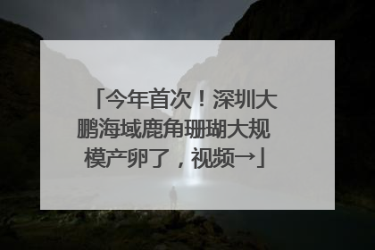 今年首次！深圳大鹏海域鹿角珊瑚大规模产卵了，视频→