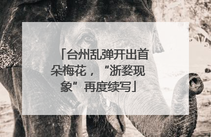 台州乱弹开出首朵梅花，“浙婺现象”再度续写