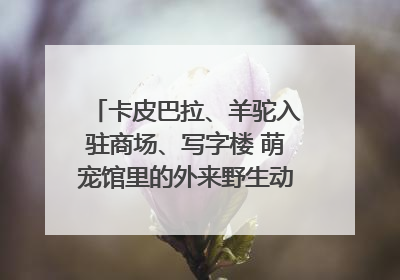 卡皮巴拉、羊驼入驻商场、写字楼 萌宠馆里的外来野生动物暗藏哪些隐患？