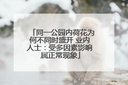 同一公园内荷花为何不同时盛开 业内人士：受多因素影响 属正常现象