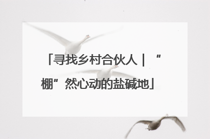 寻找乡村合伙人｜“棚”然心动的盐碱地