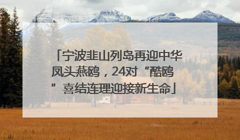 宁波韭山列岛再迎中华凤头燕鸥，24对“酷鸥”喜结连理迎接新生命