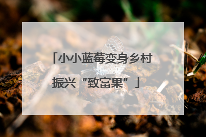 小小蓝莓变身乡村振兴“致富果”