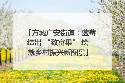 方城广安街道：蓝莓结出 “致富果” 绘就乡村振兴新图景