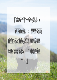 新华全媒+｜西藏：黑颈鹤家族高原湿地喜添“萌宝”