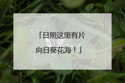 日照这里有片向日葵花海！