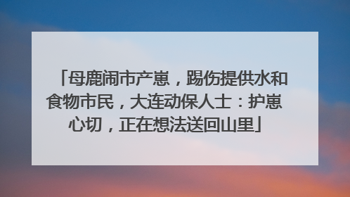 母鹿闹市产崽，踢伤提供水和食物市民，大连动保人士：护崽心切，正在想法送回山里