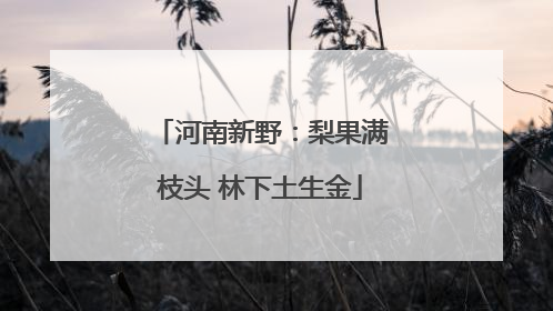河南新野：梨果满枝头 林下土生金