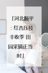 河北顺平：红杏压枝丰收季 田园采摘正当时
