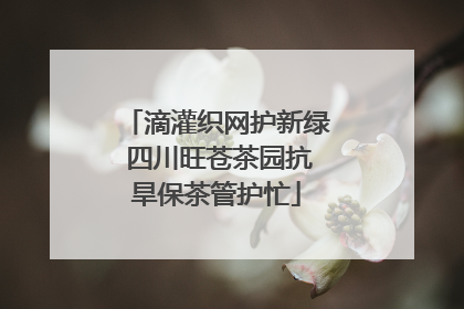 滴灌织网护新绿 四川旺苍茶园抗旱保茶管护忙
