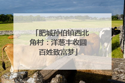 肥城孙伯镇西北角村：洋葱丰收圆百姓致富梦