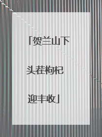 贺兰山下 头茬枸杞迎丰收