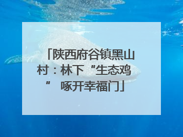 陕西府谷镇黑山村：林下“生态鸡” 啄开幸福门