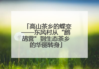 高山茶乡的蝶变——东风村从“鹧鸪营”到生态茶乡的华丽转身