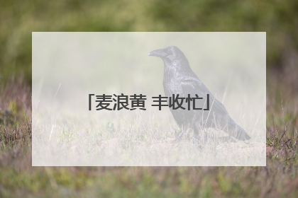 麦浪黄 丰收忙