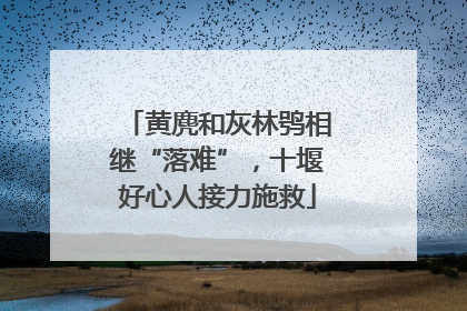 黄麂和灰林鸮相继“落难”，十堰好心人接力施救